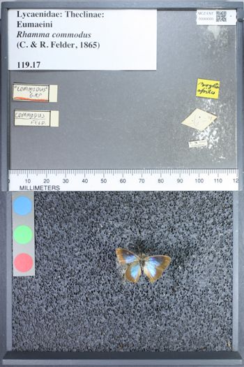 Media type: image;   Entomology 69300